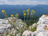 Alyssum trichostachyum. Цветущее растение. Краснодарский край, Апшеронский р-н, гора Черногор, платообразная вершина, ≈ 1750 м н.у.м., в расщелине скалы. 27.06.2020.