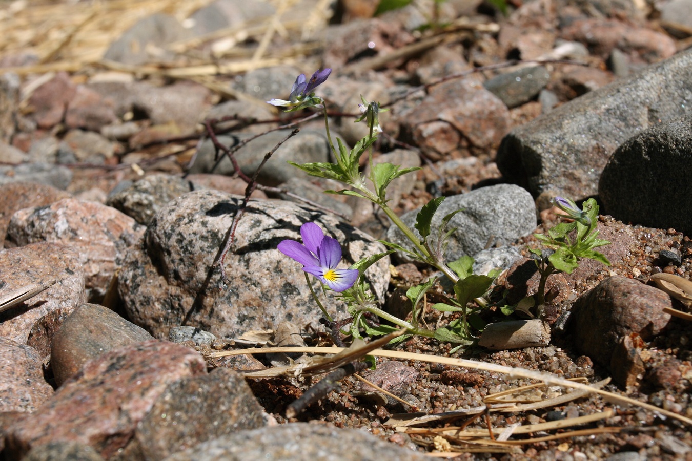 Изображение особи Viola maritima.