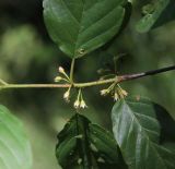 Frangula alnus