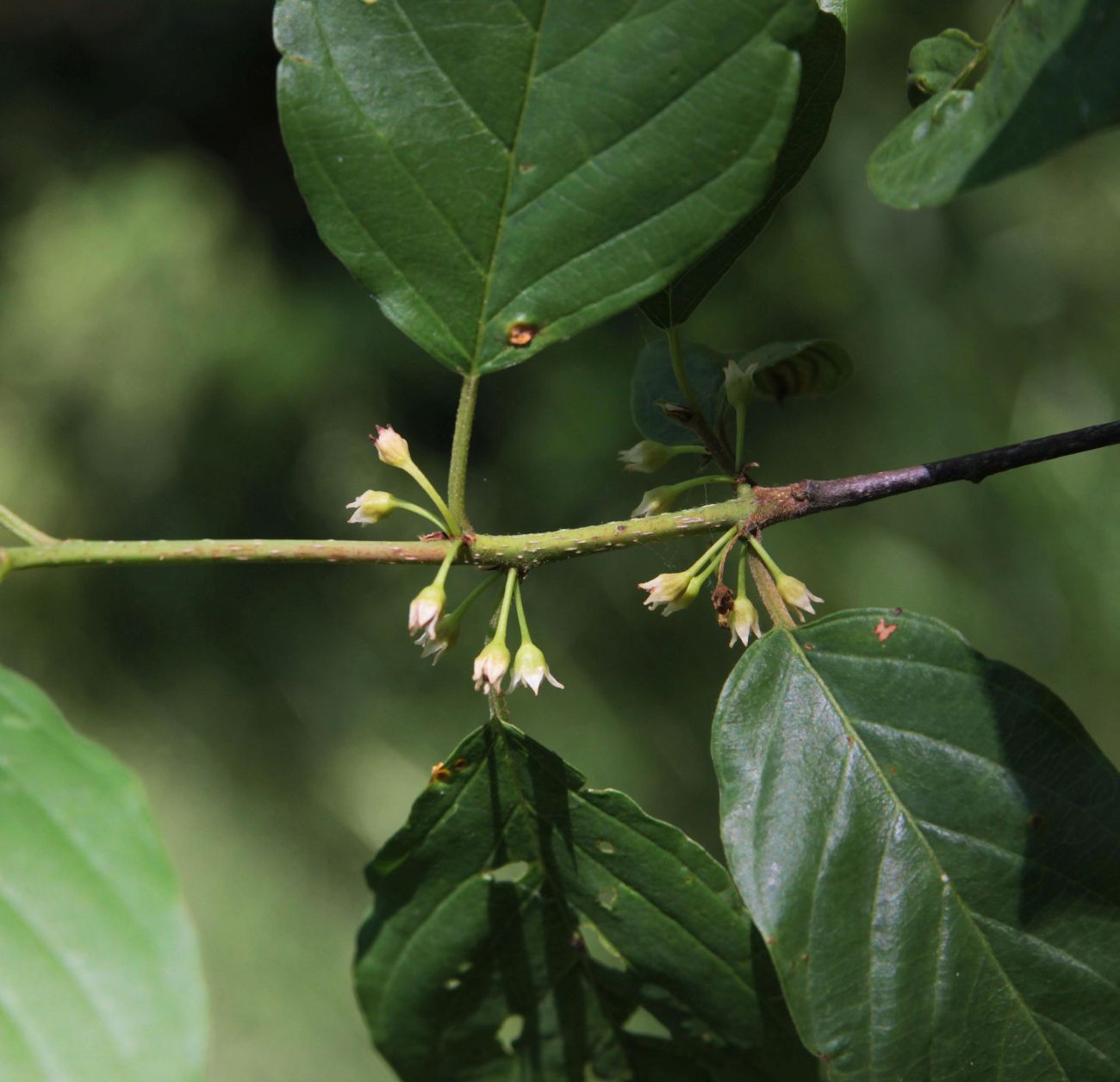 Изображение особи Frangula alnus.