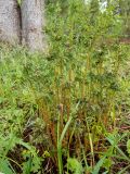 Dryopteris expansa