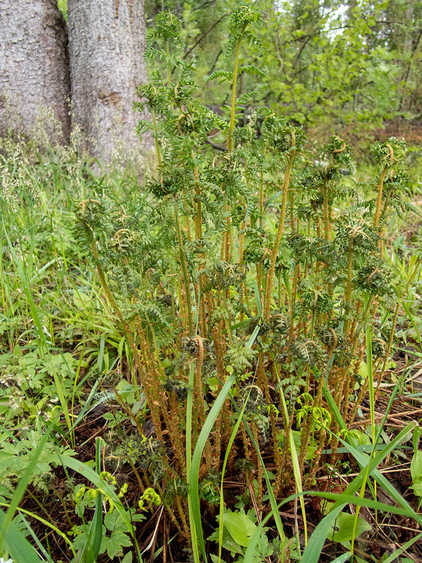 Image of Dryopteris expansa specimen.