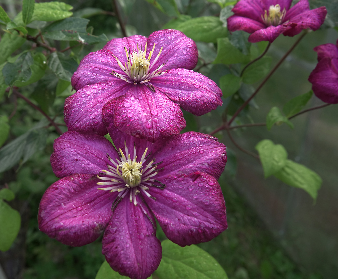 Image of Clematis &times; jackmanii specimen.