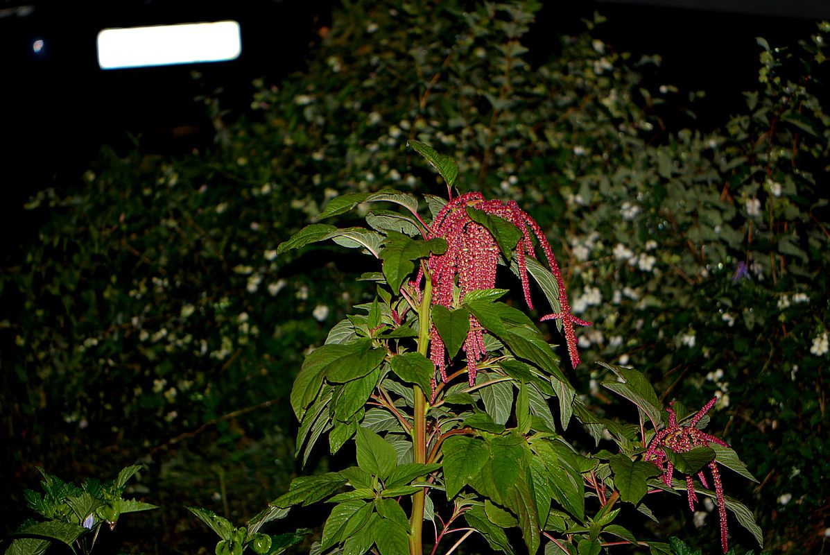 Изображение особи Amaranthus caudatus.