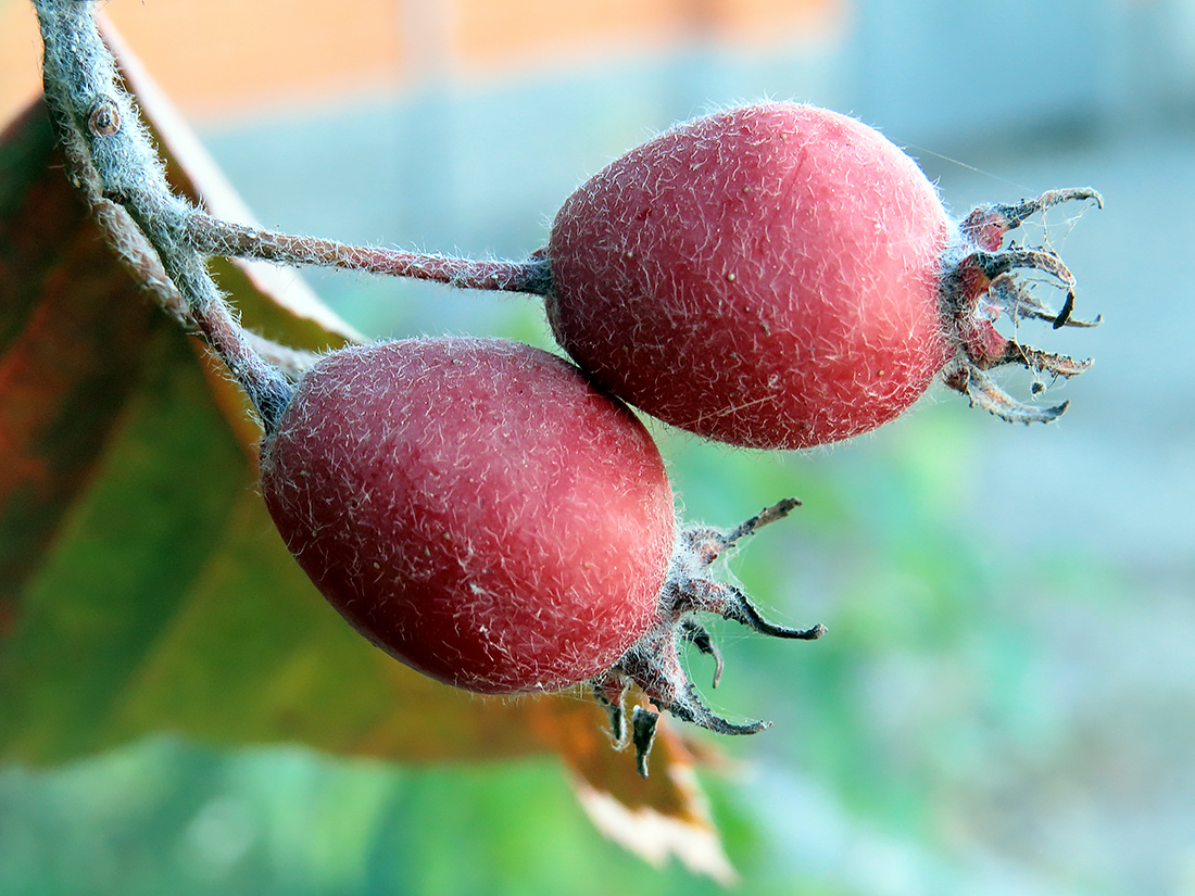 Image of Crataegus submollis specimen.