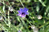 Catananche caerulea