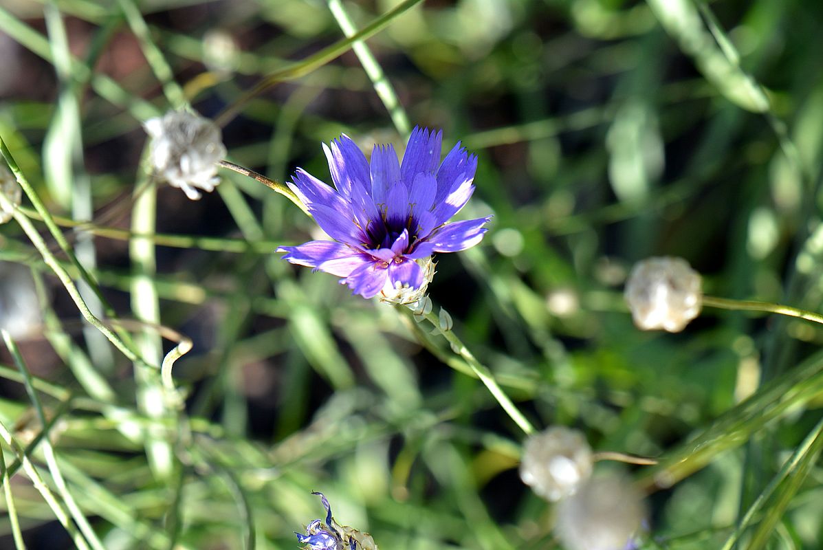 Изображение особи Catananche caerulea.