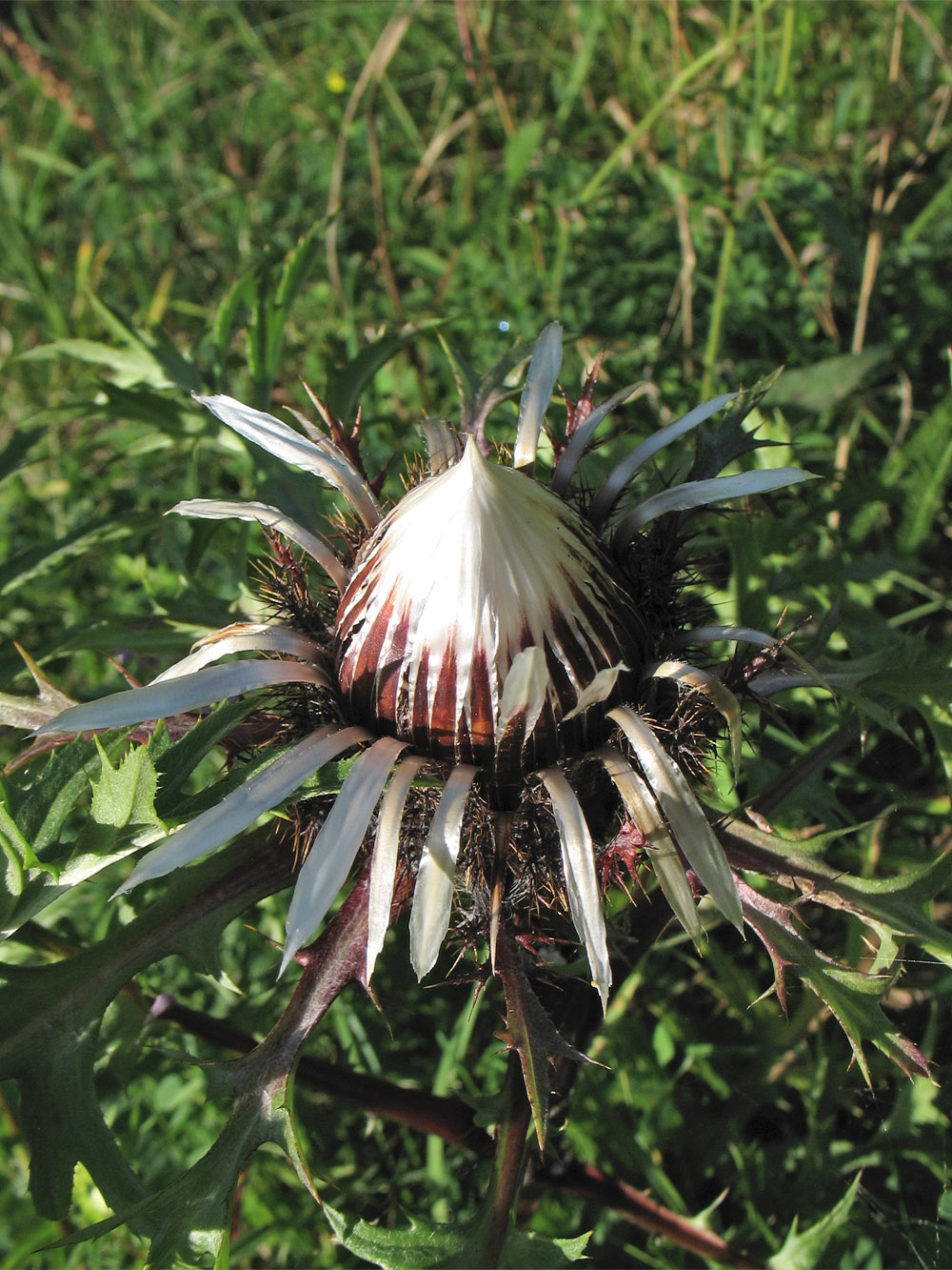 Изображение особи Carlina cirsioides.