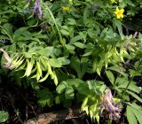 Corydalis solida