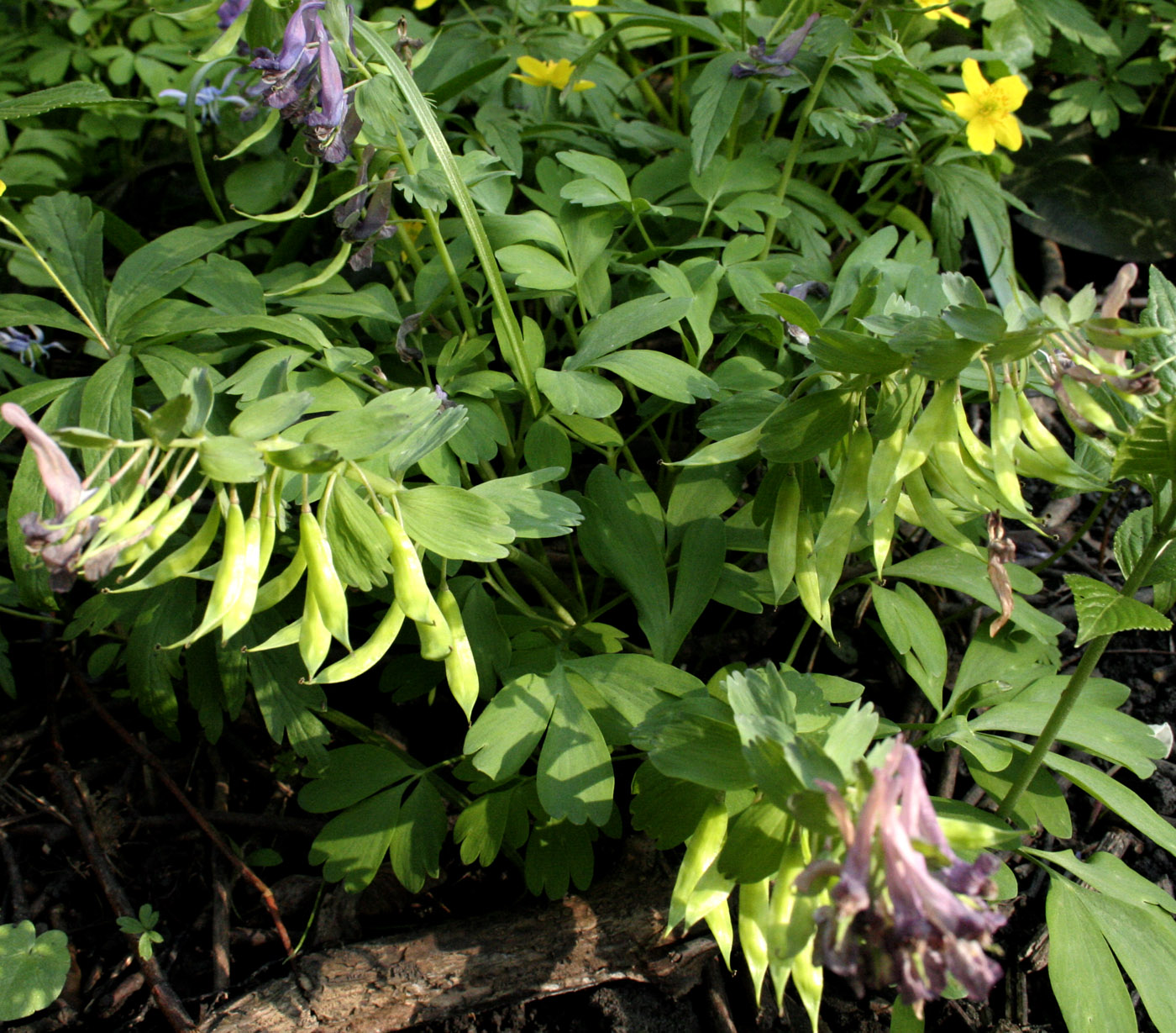 Изображение особи Corydalis solida.