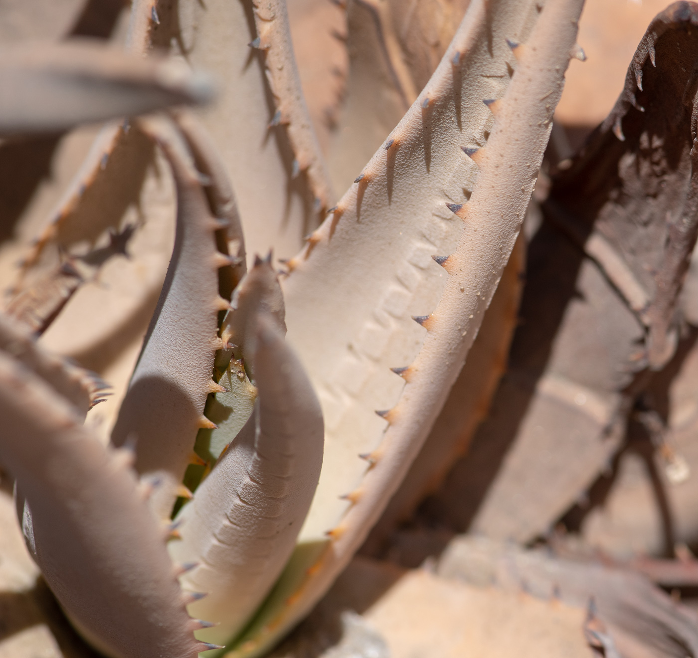 Изображение особи Aloe asperifolia.