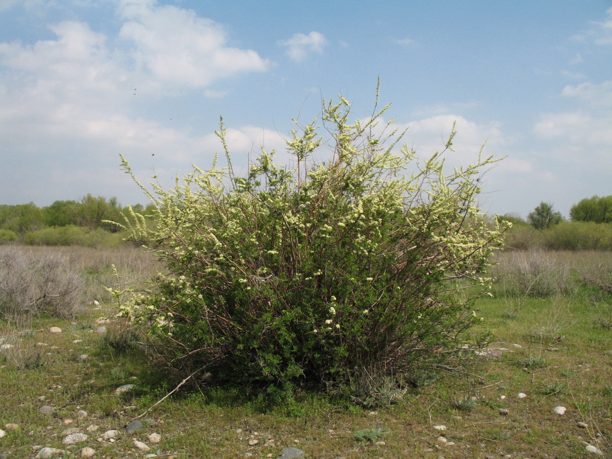 Image of Spiraea hypericifolia specimen.