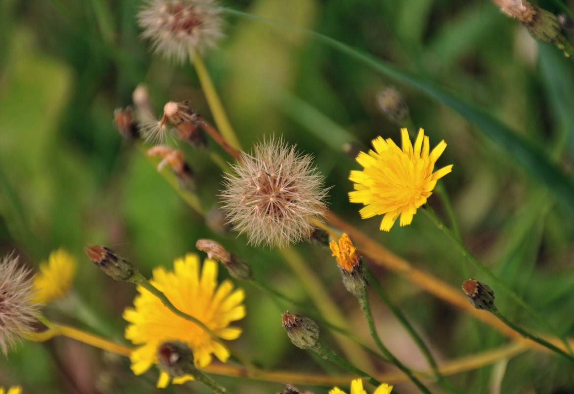 Image of Scorzoneroides autumnalis specimen.