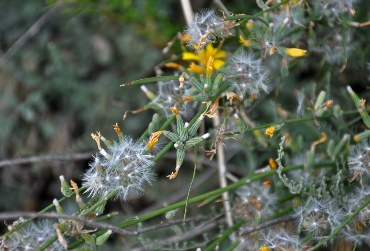 Image of Chondrilla juncea specimen.