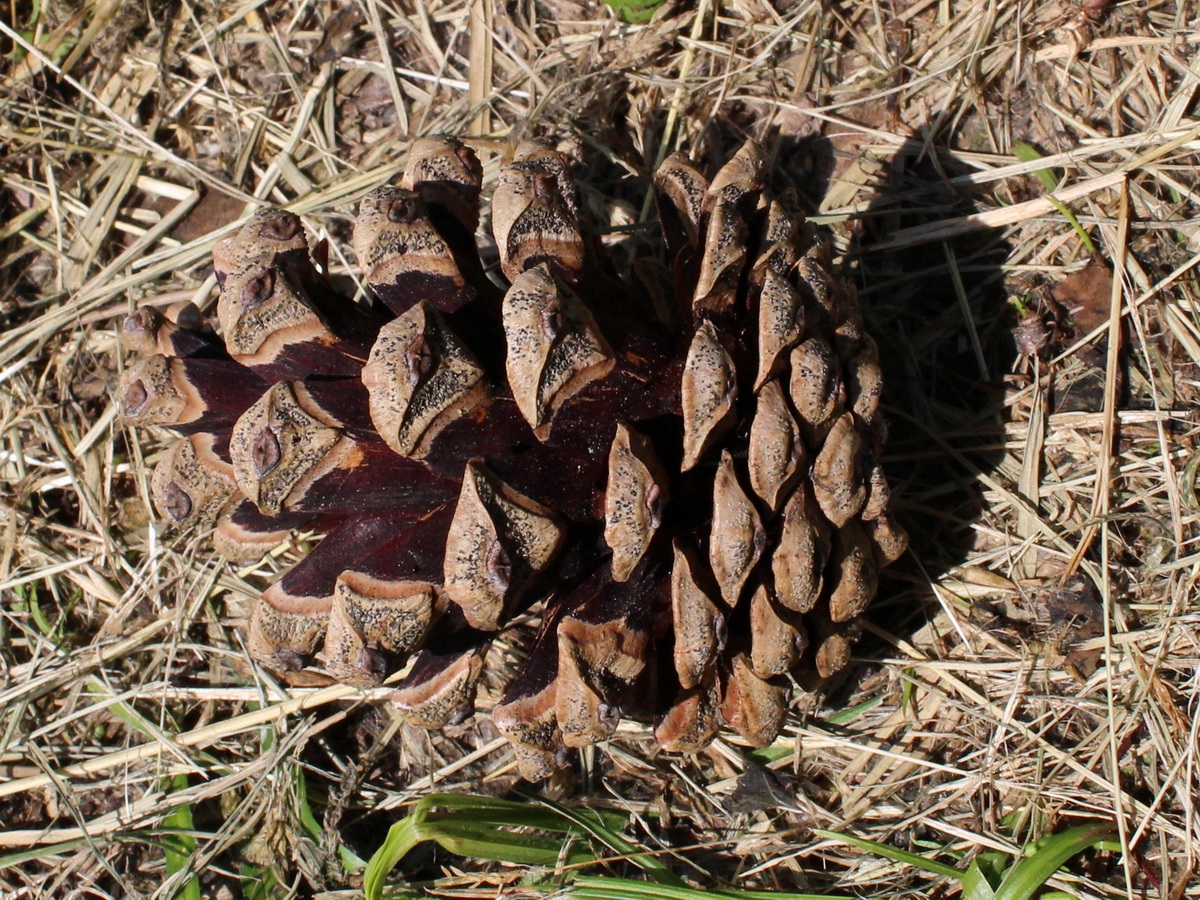 Изображение особи Pinus pallasiana.