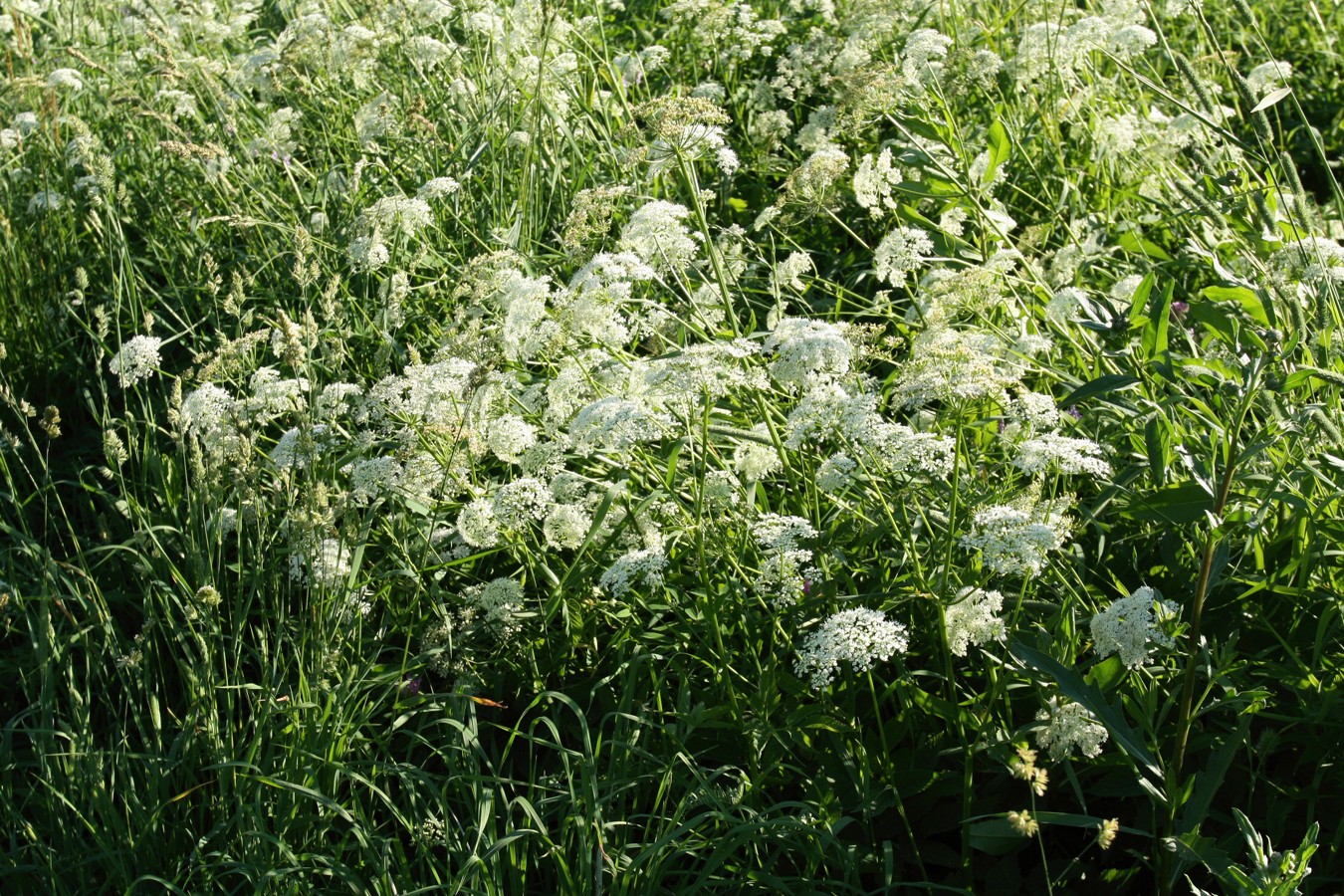 Image of Aegopodium podagraria specimen.