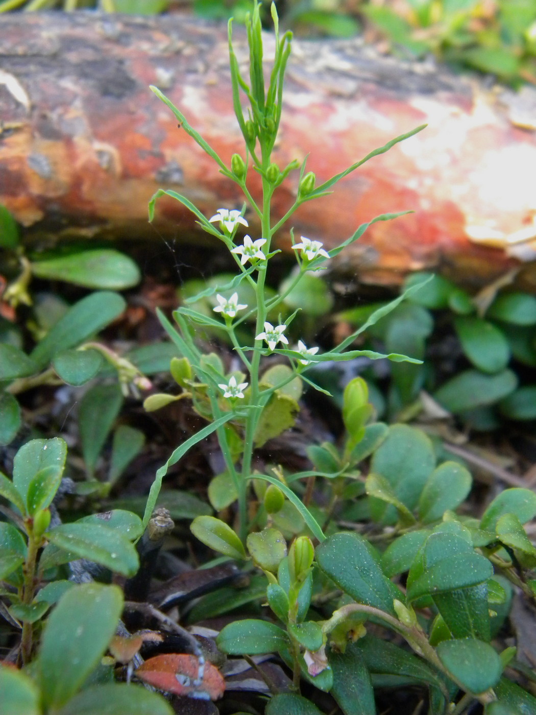 Изображение особи Thesium repens.