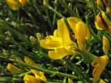 Genista acanthoclada. Верхушка побега с цветками. Греция, о. Родос, фригана севернее мыса Прасониси. 9 мая 2011 г.