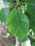 Pyrus communis. Лист, поражённый вирусом(?). Краснодарский край, Абинский р-н, ст-ца Холмская, у жилья. 01.05.2020.