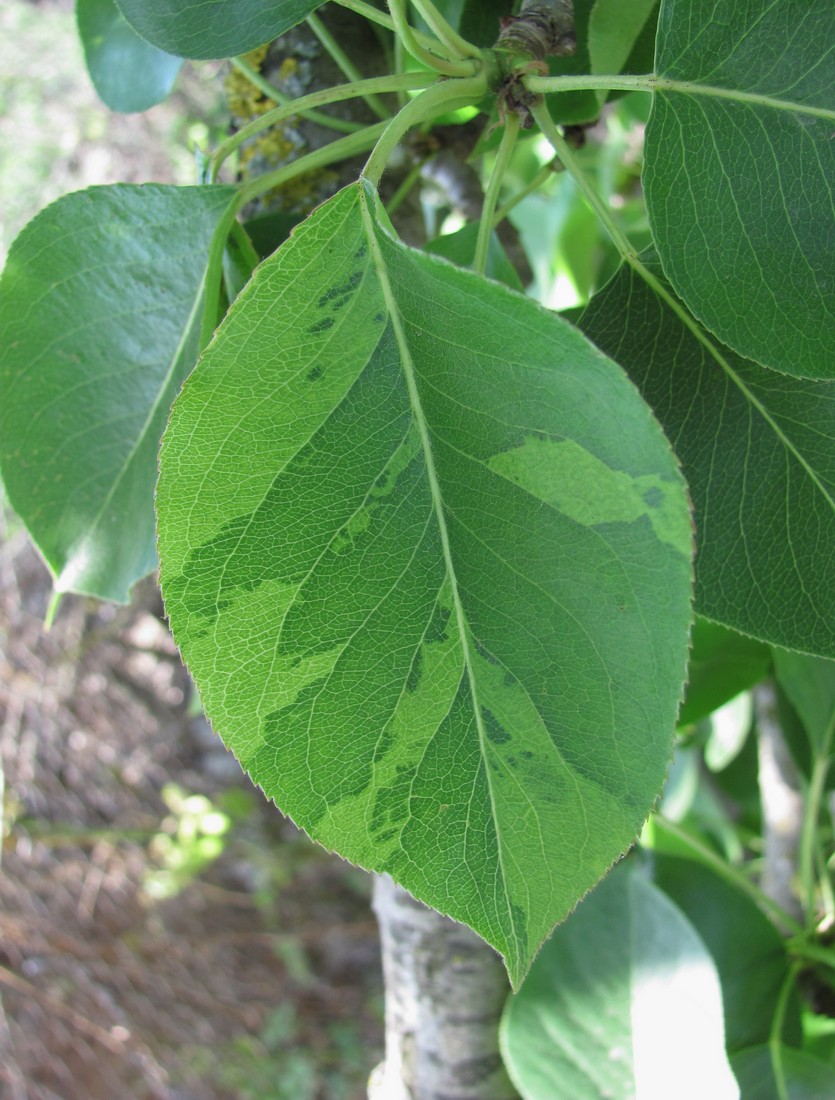 Image of Pyrus communis specimen.