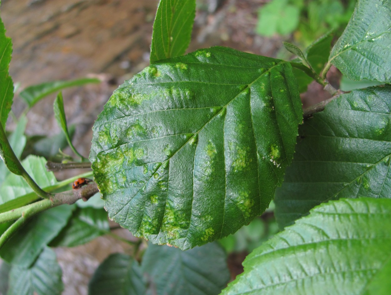 Image of Alnus barbata specimen.