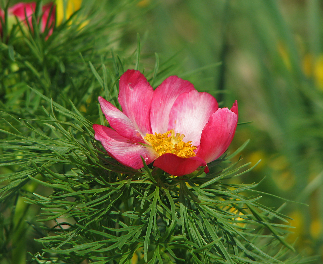 Image of Paeonia tenuifolia specimen.