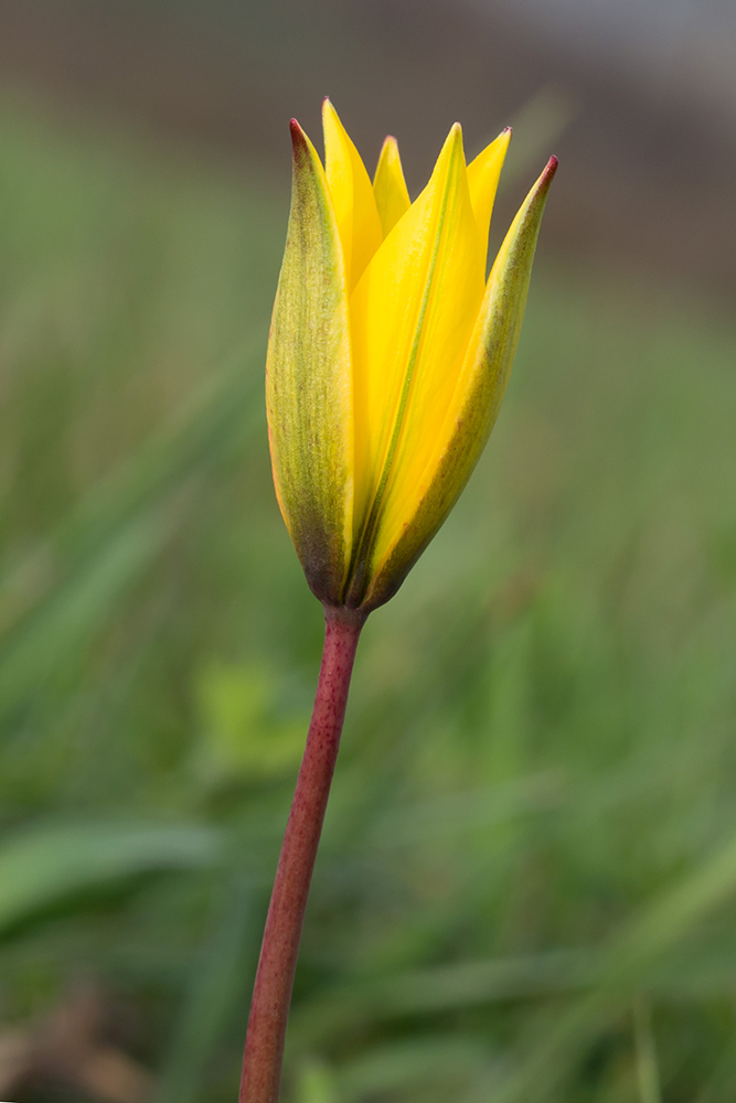 Image of Tulipa australis specimen.