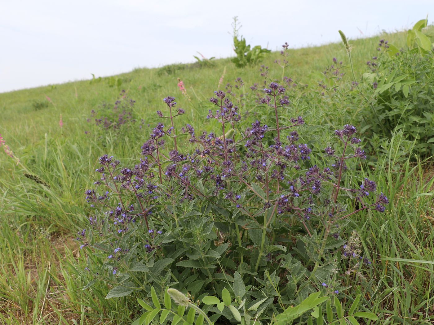 Изображение особи Nepeta ucranica.