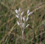 Onosma simplicissima