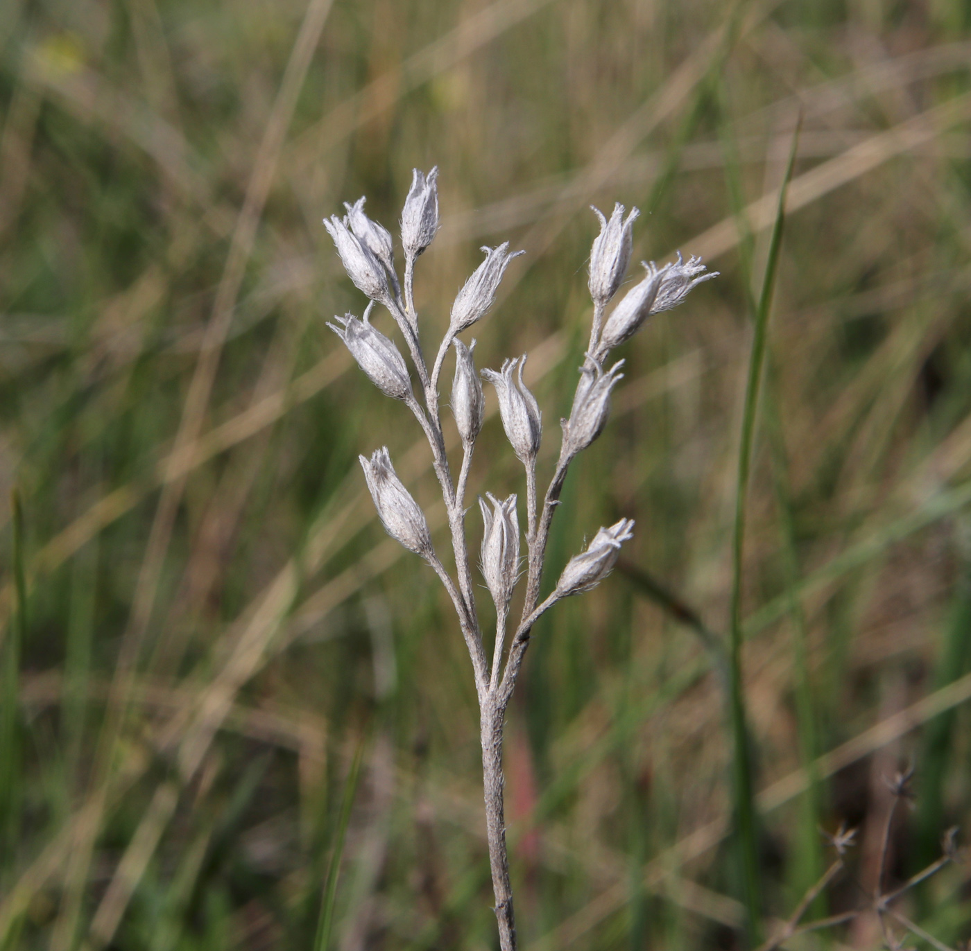 Image of Onosma simplicissima specimen.