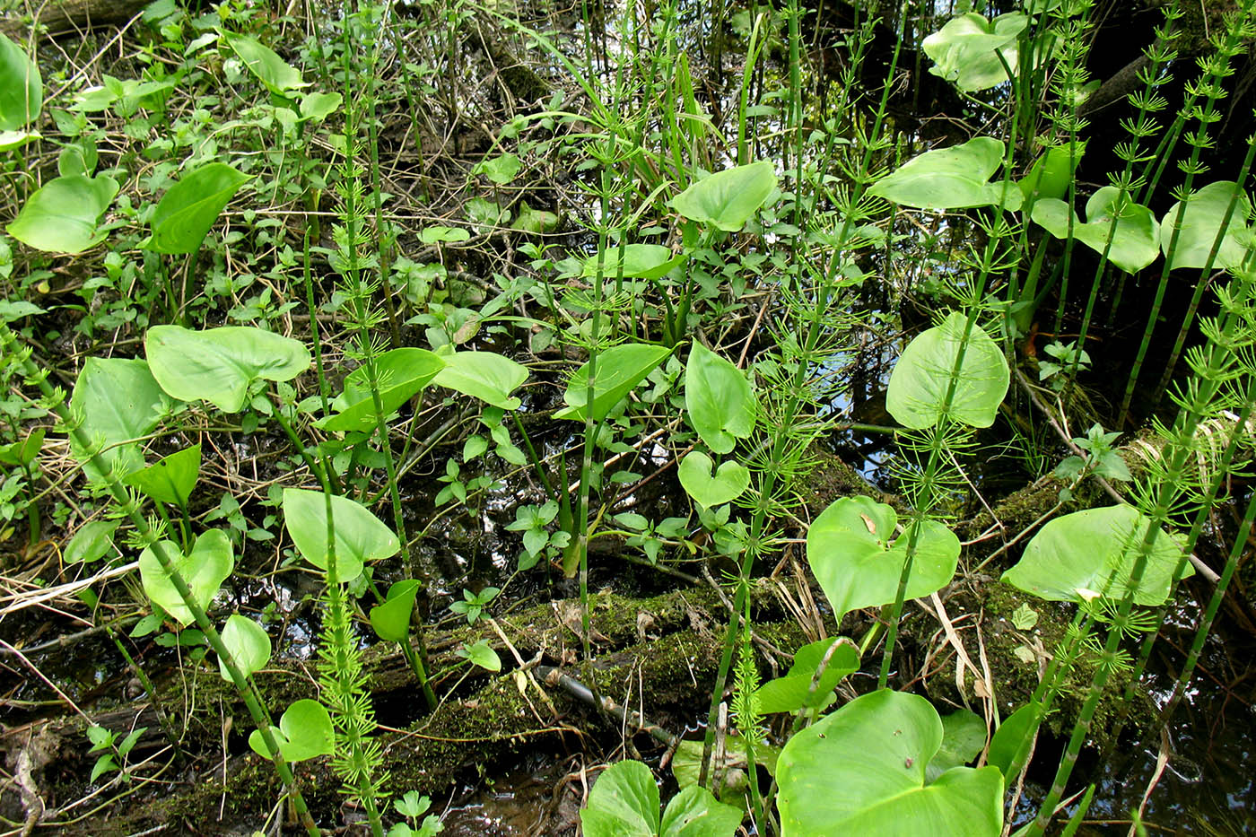 Image of Calla palustris specimen.