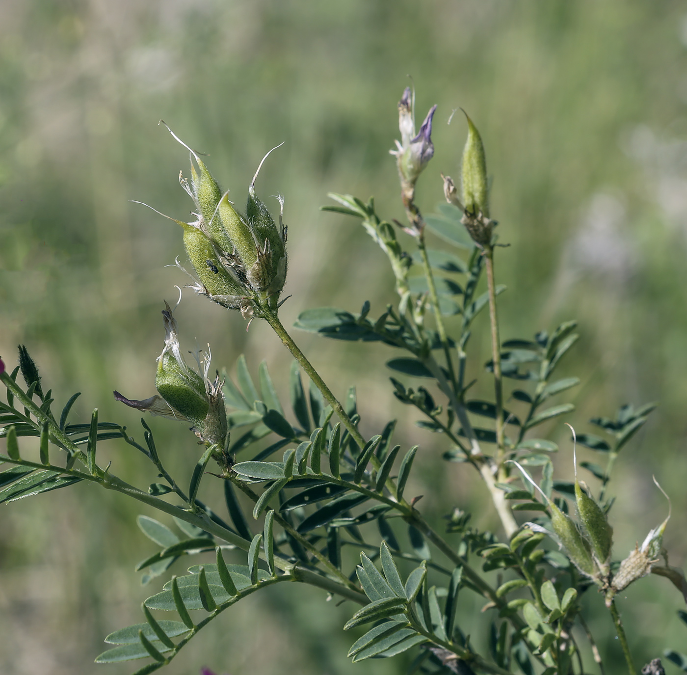 Image of Astragalus cornutus specimen.