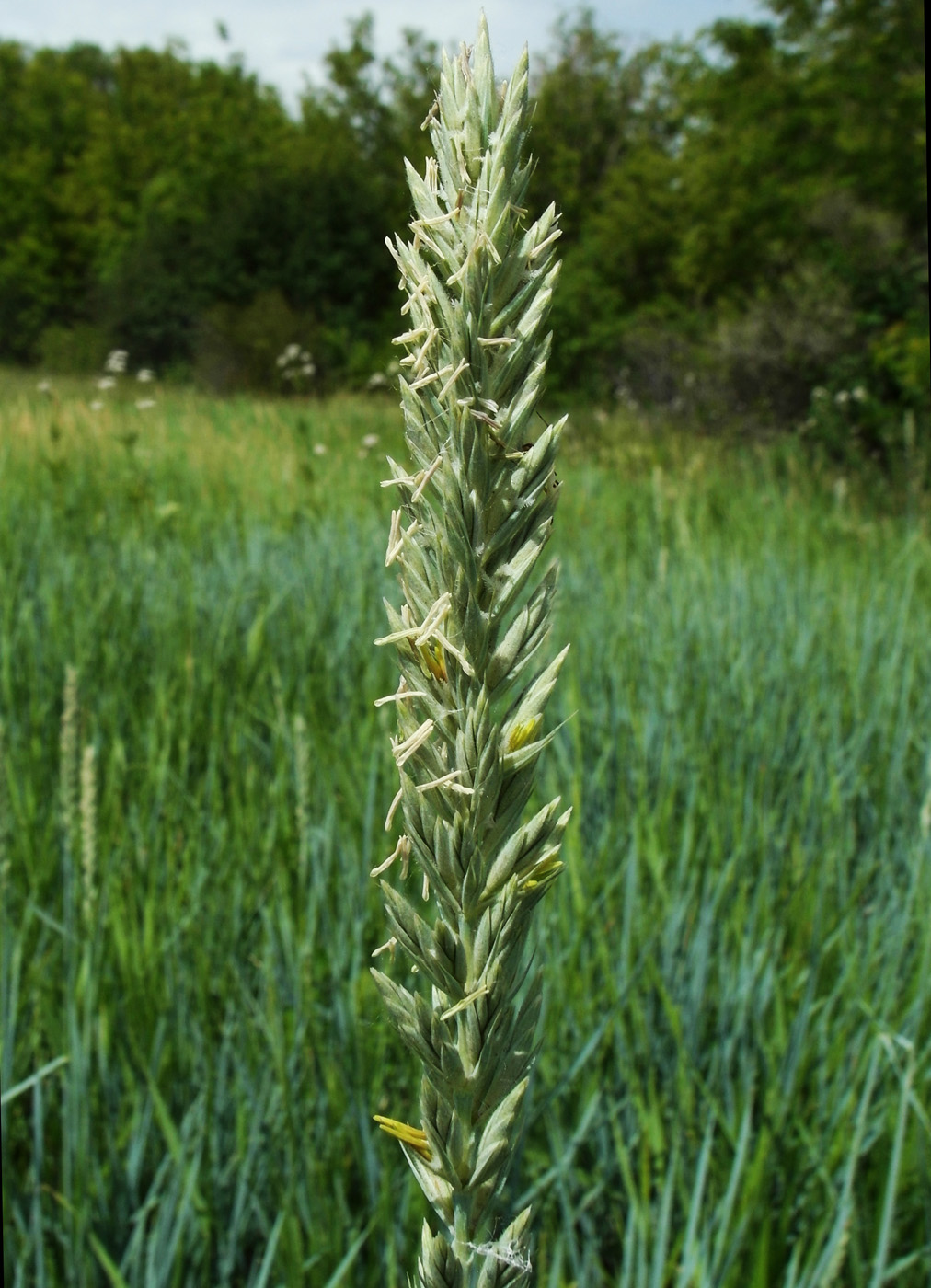 Image of genus Leymus specimen.