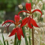 Sprekelia formosissima