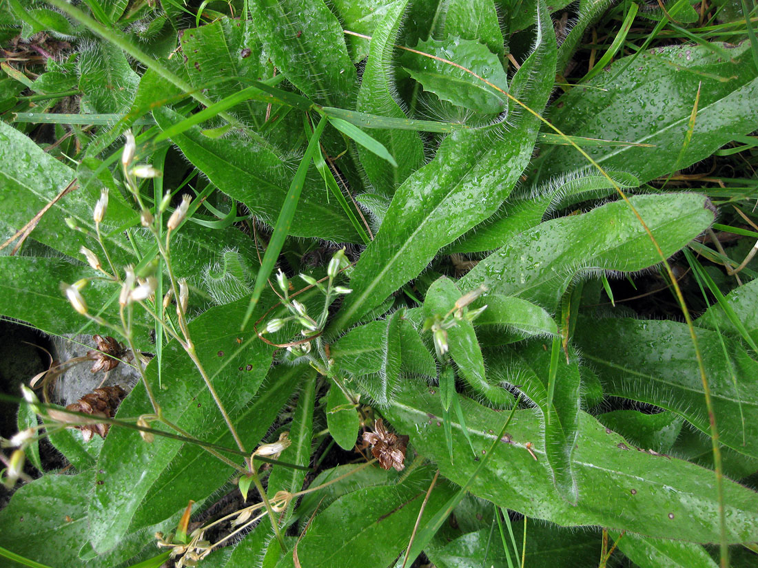 Image of Pilosella aurantiaca specimen.