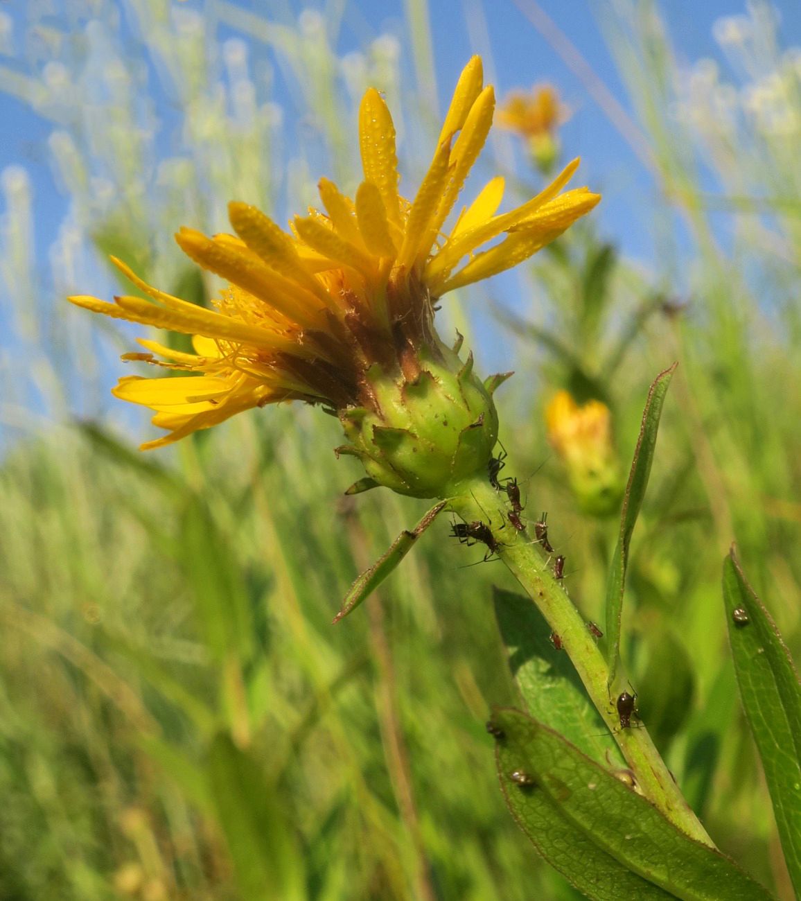 Изображение особи Inula aspera.