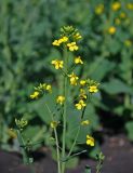 Brassica napus