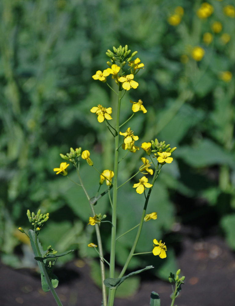 Изображение особи Brassica napus.