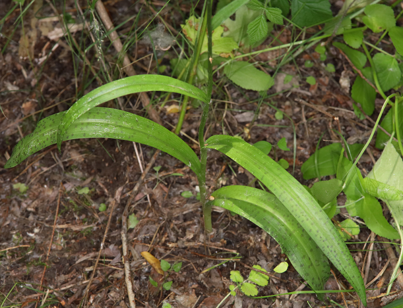 Image of Dactylorhiza saccifera specimen.