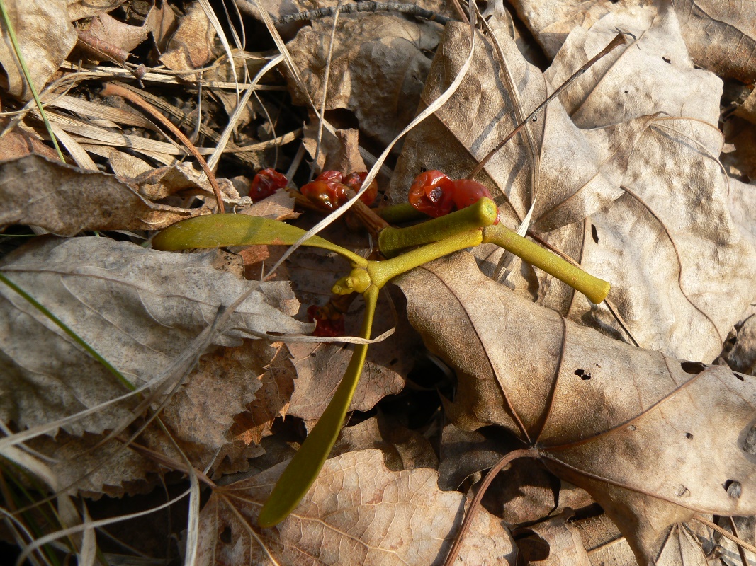 Image of Viscum coloratum specimen.