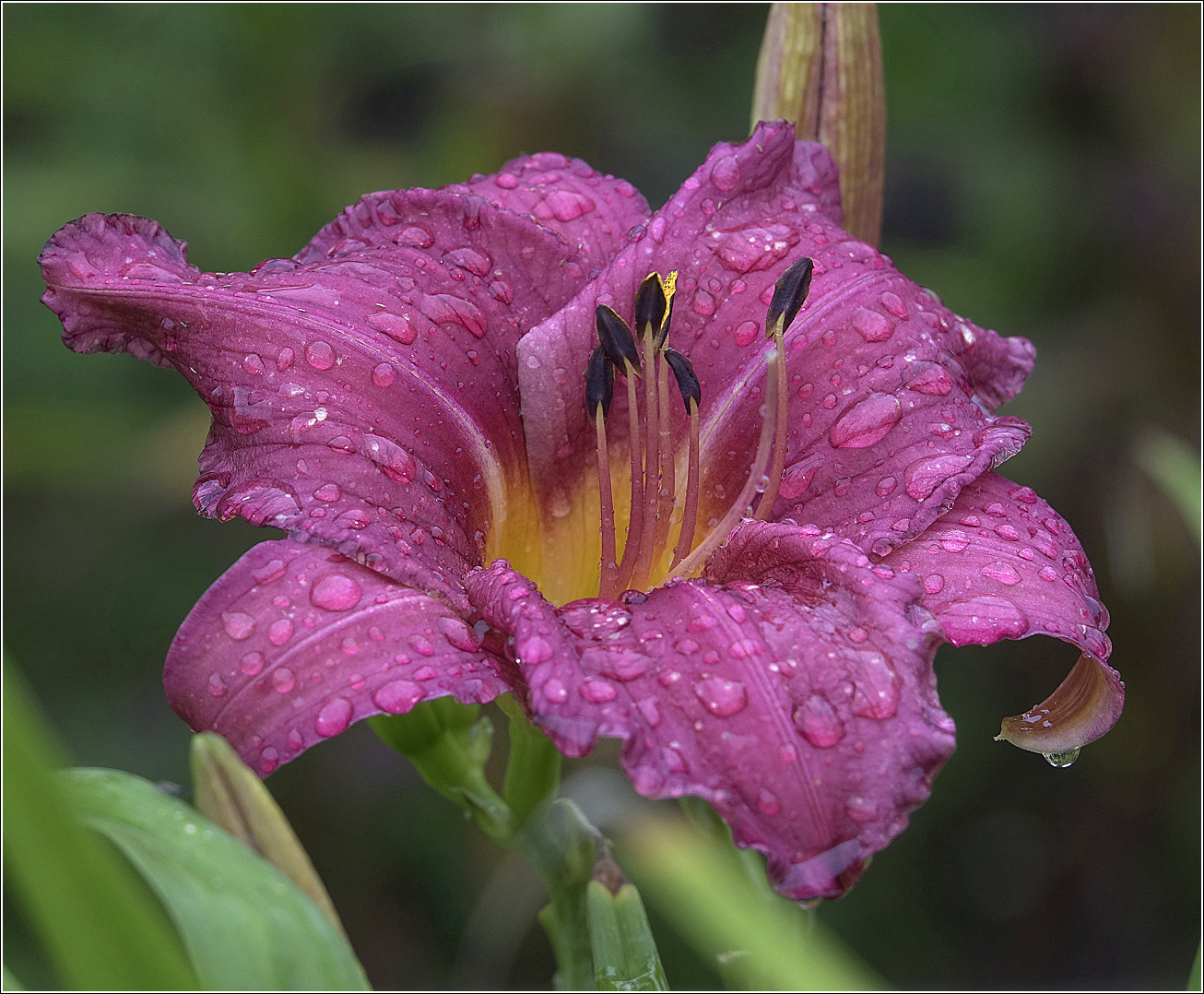 Image of Hemerocallis &times; hybrida specimen.