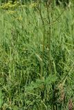 Heracleum sibiricum