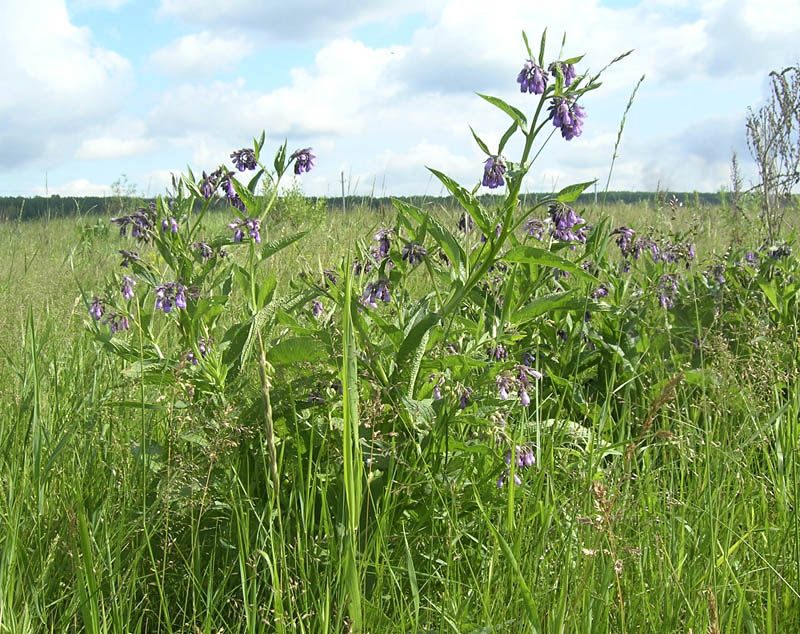 Изображение особи Symphytum officinale.