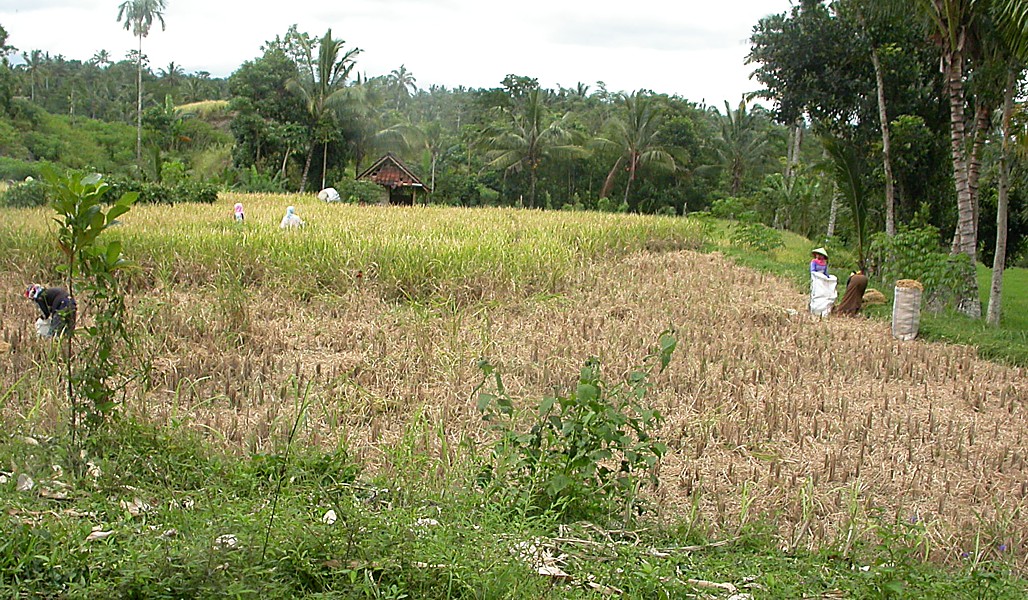 Image of Oryza sativa specimen.