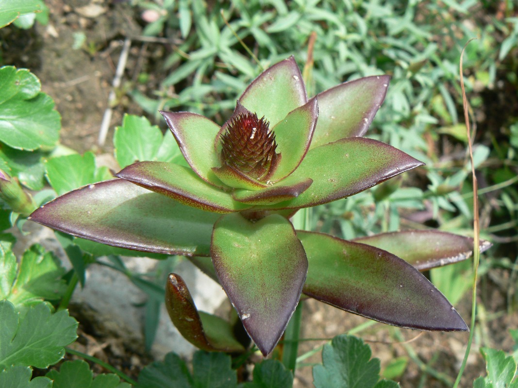 Image of Orostachys malacophylla specimen.