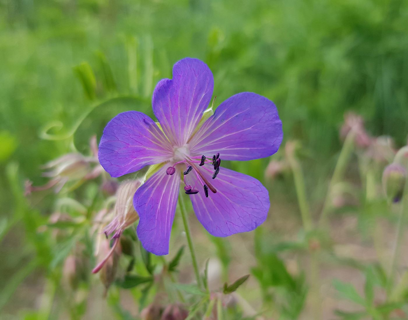 Image of Geranium pratense specimen.