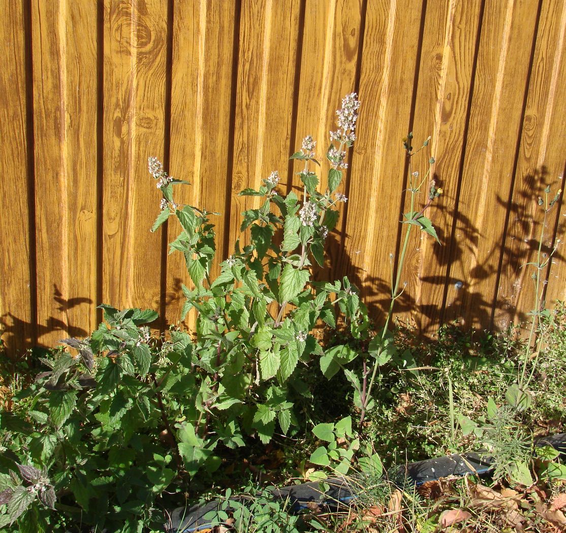 Image of Nepeta cataria specimen.