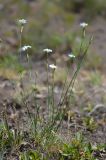 Dianthus cretaceus. Цветущее растение. Республика Северная Осетия-Алания, Ирафский р-н, Большой Кавказ, восточный склон хр. Стурфарс, у тропы подъёма на пер. Дунта, ≈ 2140 м н.у.м., субальпийский луг. 06.07.2021.