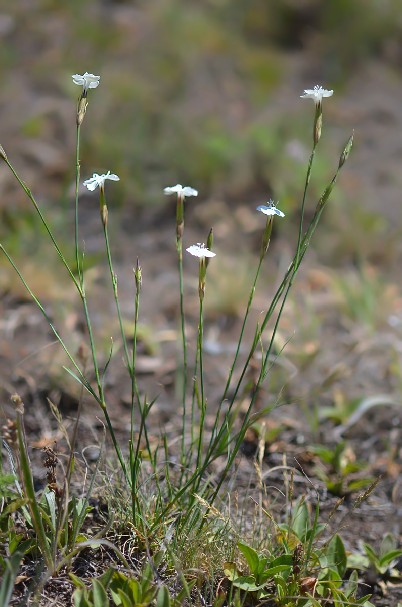 Изображение особи Dianthus cretaceus.