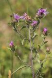 род Centaurea. Верхушка растения с соцветиями. Кабардино-Балкария, Чегемский р-н, окр. пер. Актопрак, субальпийский луг. 06.08.2021.